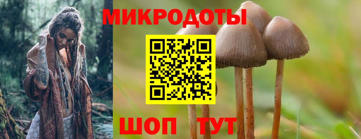 Псилоцибиновые грибы мицелий Новокубанск